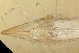 Large, Guitar Ray (Rhinobatos) Fossil - Lebanon #81611-2